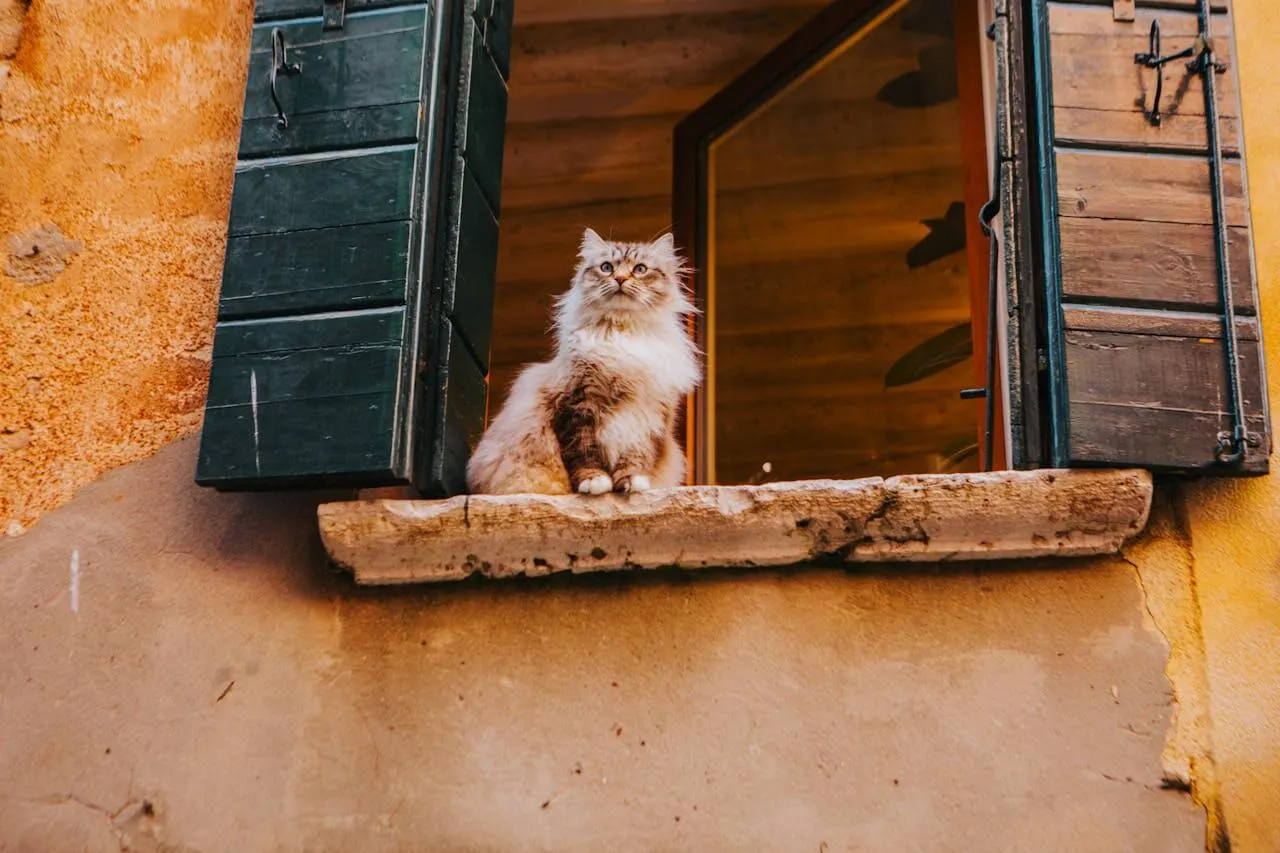 A cat looking out from an Italian window